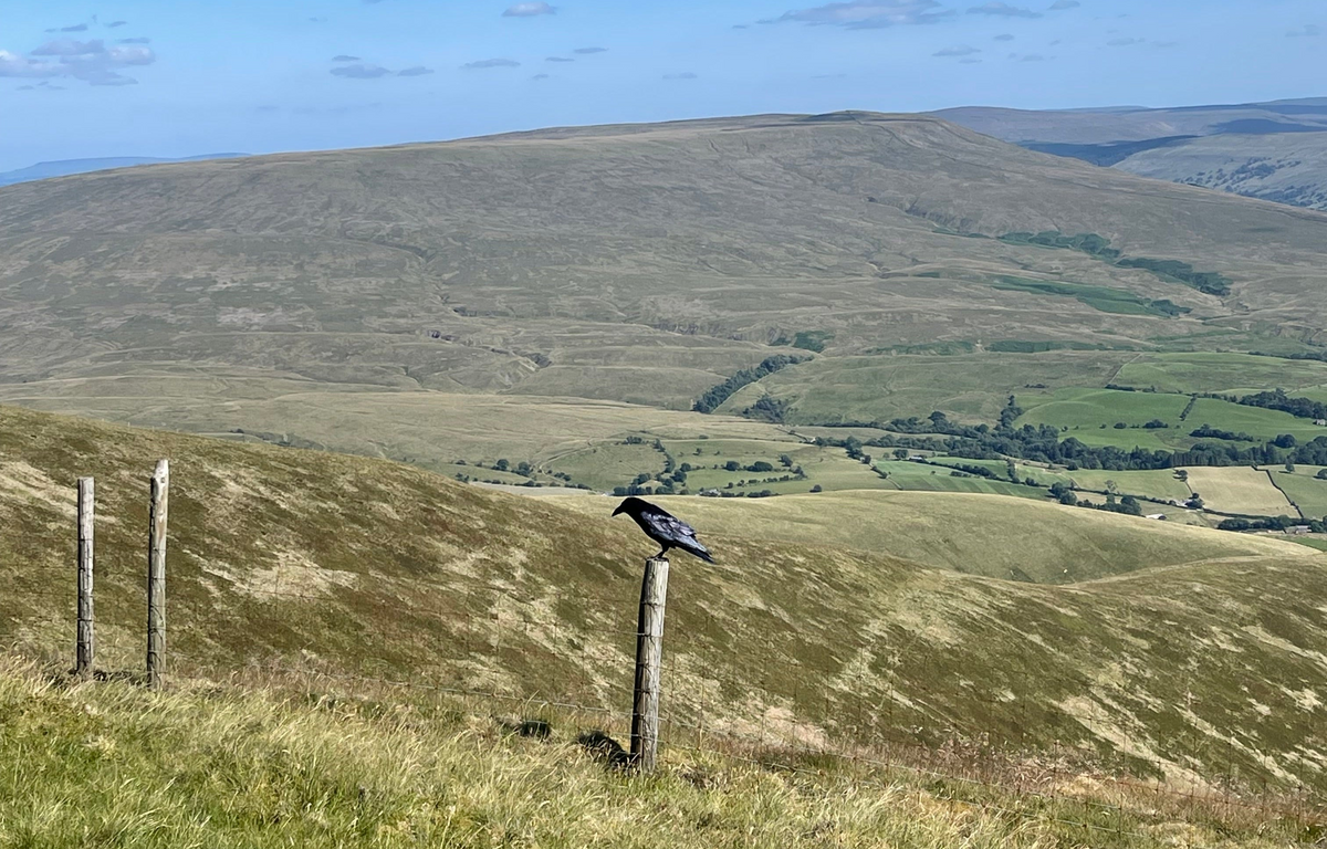 A raven perched on a wooden fence post overlooking a vast, rolling green and brown mountain landscape under a blue sky.