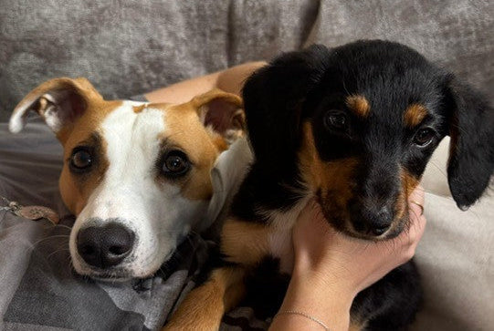 Two dogs resting on a gray couch while a person's hand gently holds the black and tan dog. One dog is white and tan, and the other is black and tan, both looking at the camera.